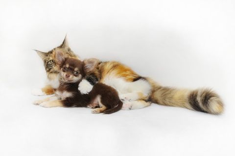 I nostri Amici Animali animals cat and dog
